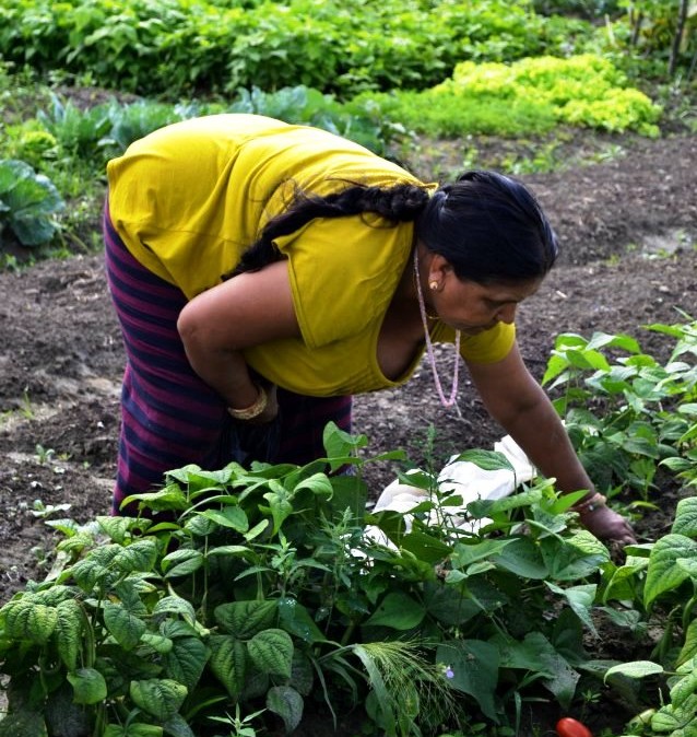 A Bhutanese farmer harvests beans with New Farms for New Americans at the Ethan Allen Homestead farm Azulena Photography