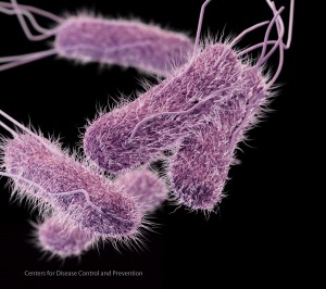 Medical illustration of antibiotic resistant salmonella