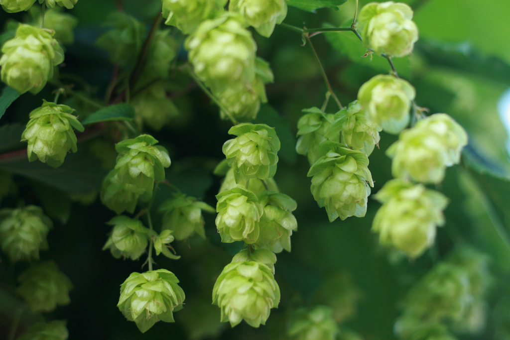 how-to-grow-your-own-hops