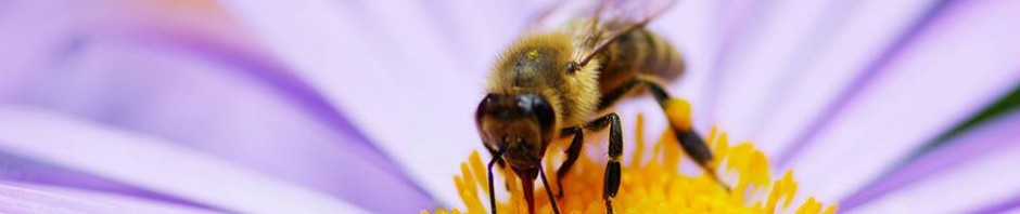 uvm-beekeepers