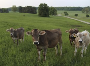 Brown Swiss Heifers Photo Credit Vera Chang-cropped