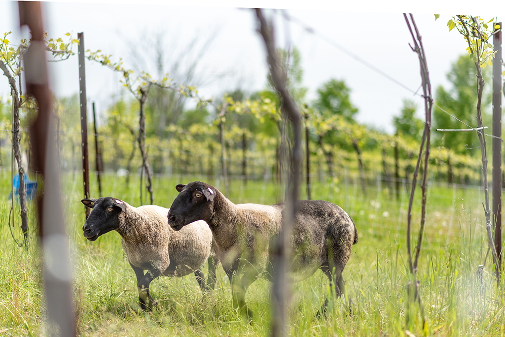 integrating sheep in vineyard systems