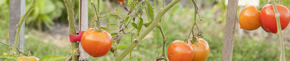 local tomato