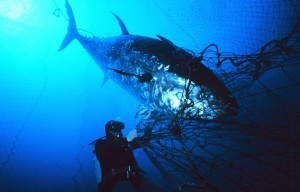 Bluefin Tuna in net