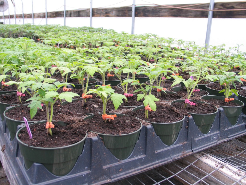 fertilizing tomato seedlings