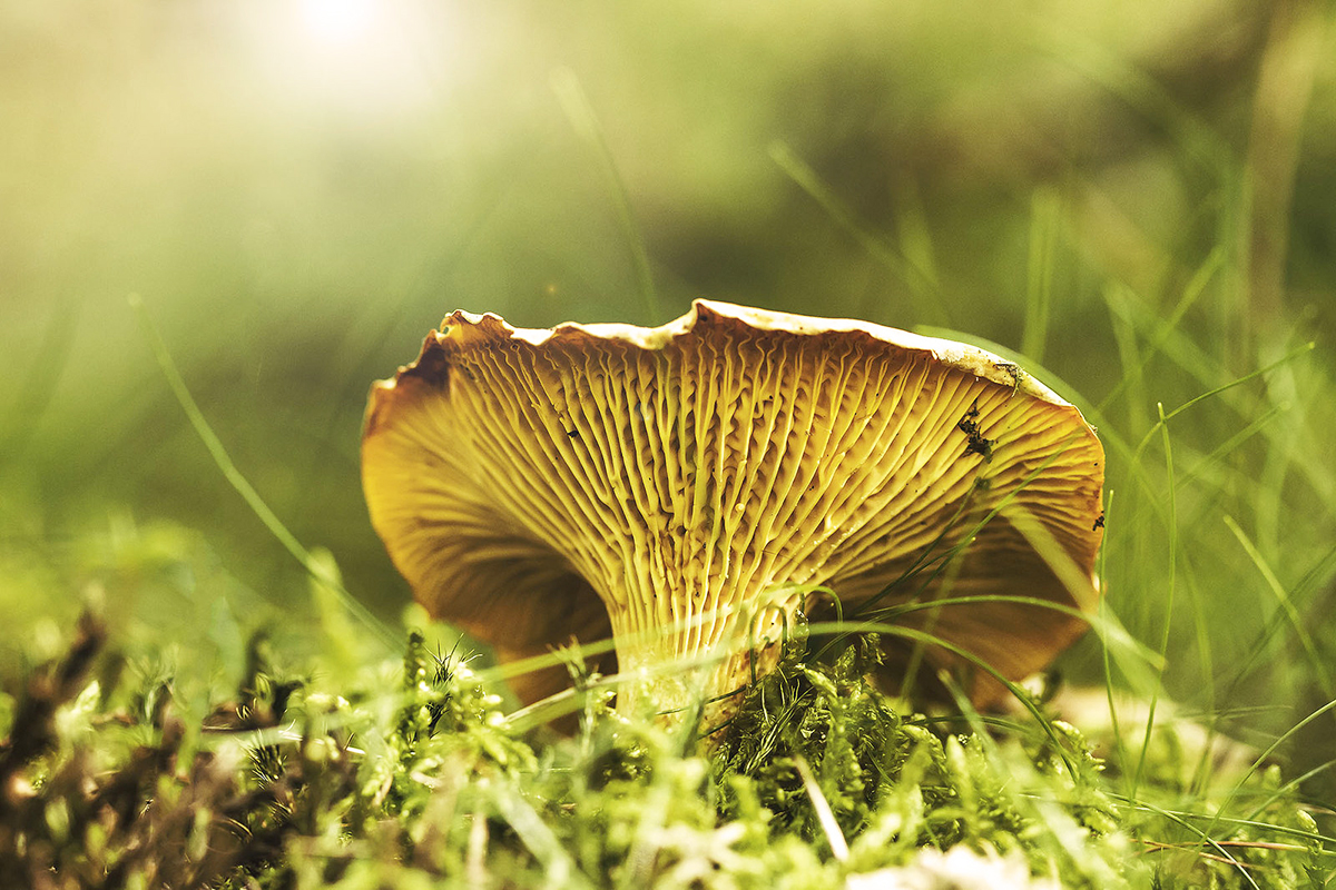 edible mushrooms 