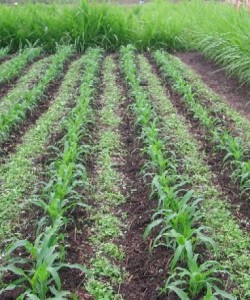 Push-pull intercropping system