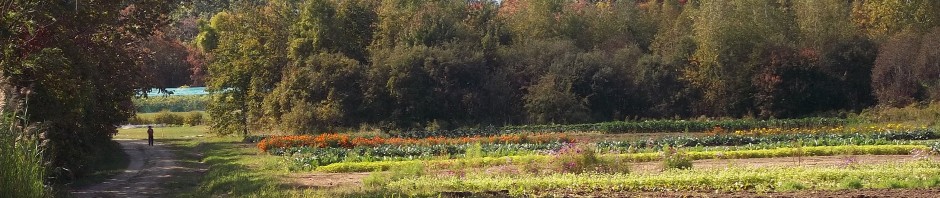 View from eastern field at the UVM Hort Farm