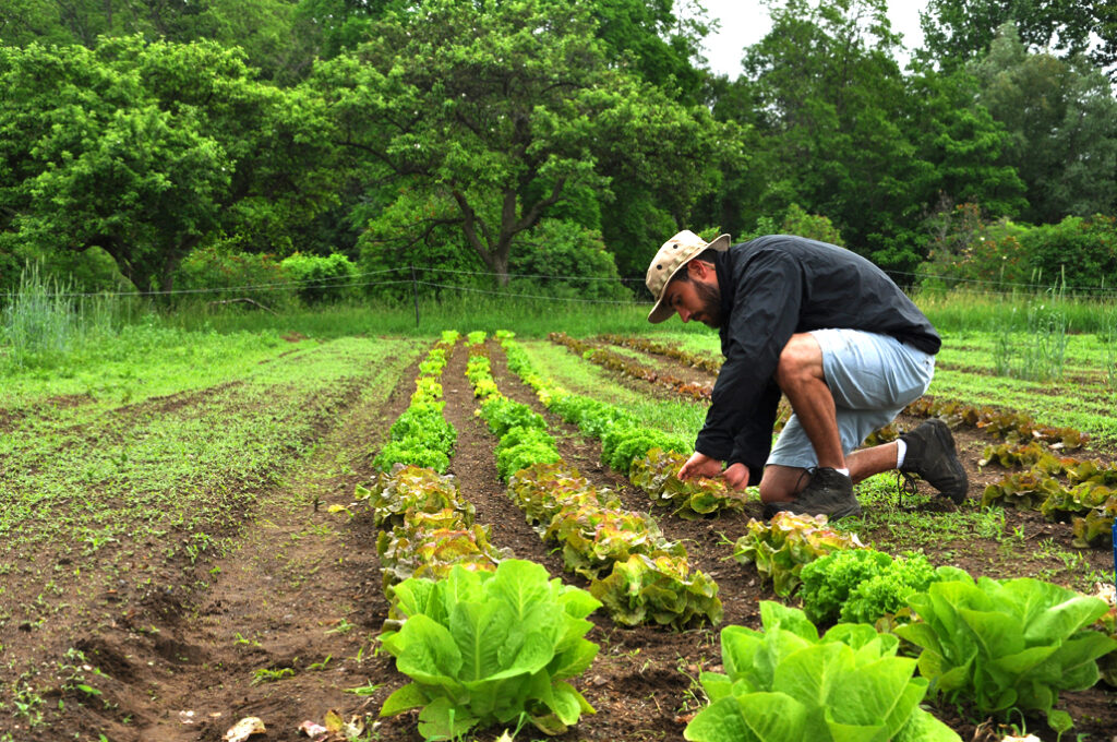 Organic Farming