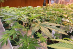 cannabis plant biology