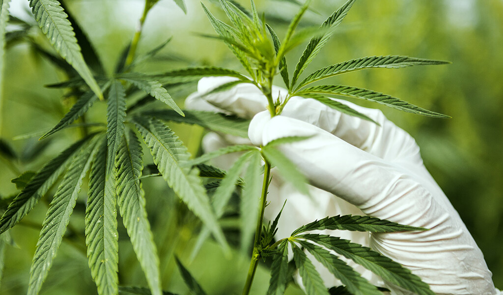 Medical Cannabis Online Program