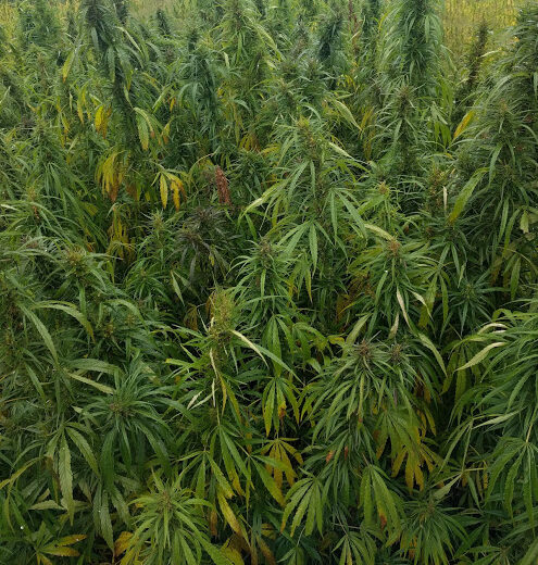 hemp growing cannabis education uvm