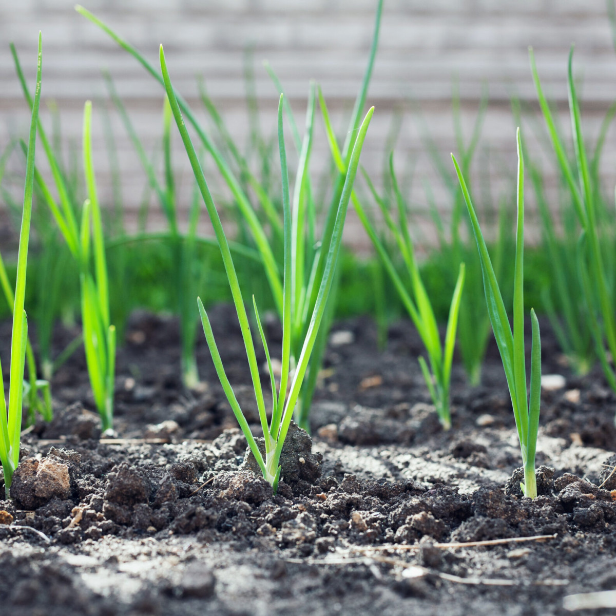 Green onion grows in the rural sunny garden in the summer. Healthy ecological harvest.