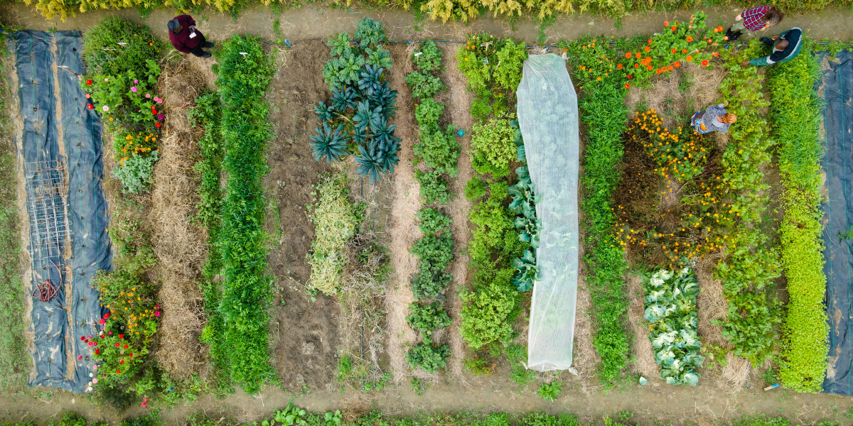 aerial view of garden crops