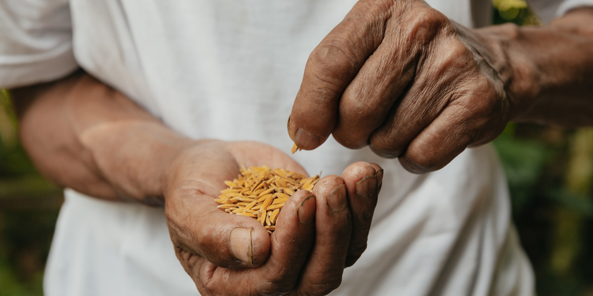 farmer hands with yellow seeds