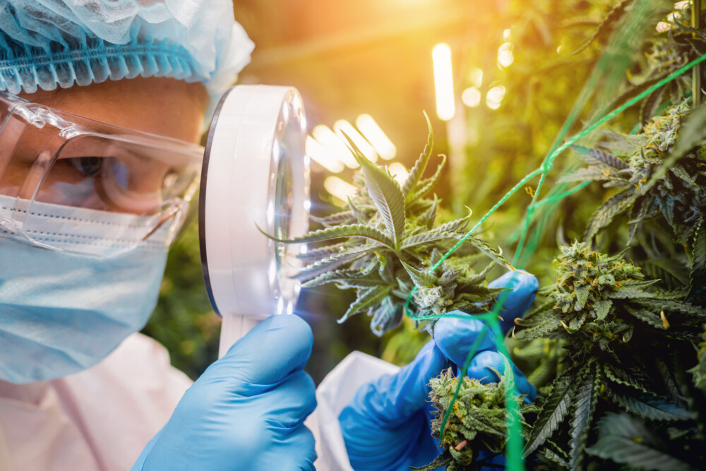University of Vermont Cannabis Plant Bio Certificate. Researcher examine cannabis leaves and buds in a greenhouse.